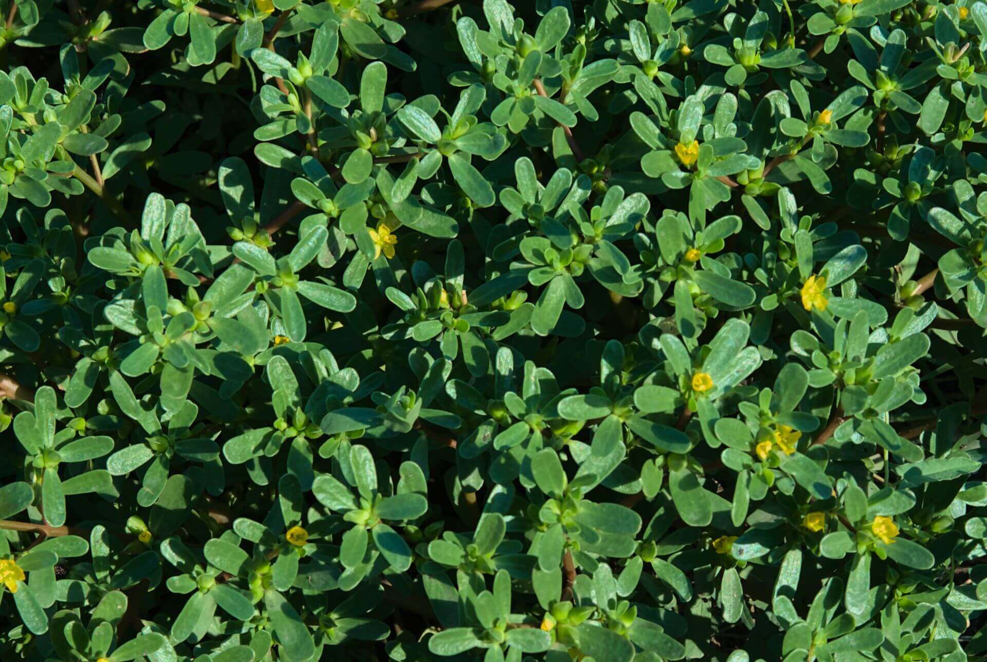 IFF_HS_Our-Products_Ingredients_Purslane_1