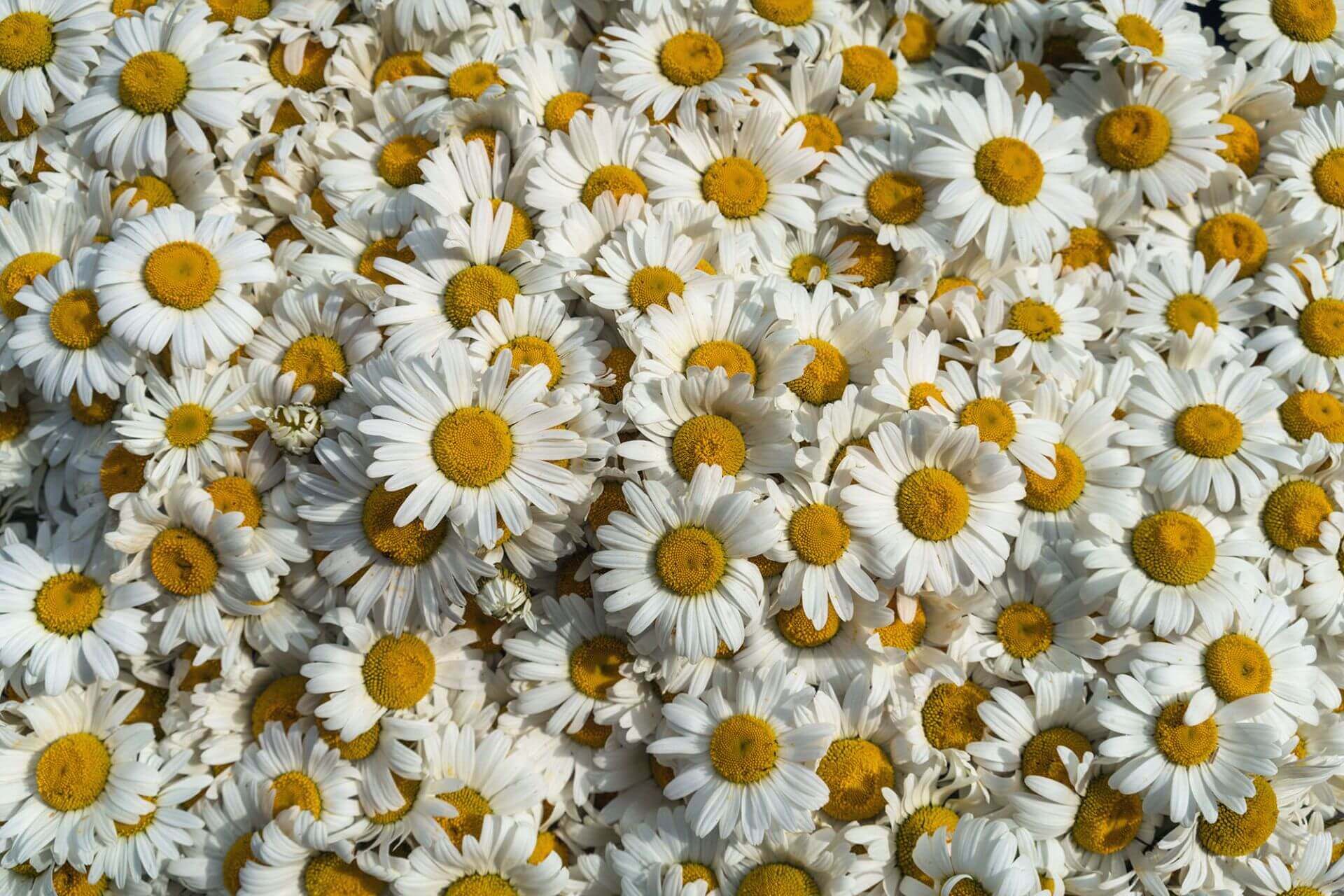 IFF_Health-Sciences_Products_Ingredients_Chamomile