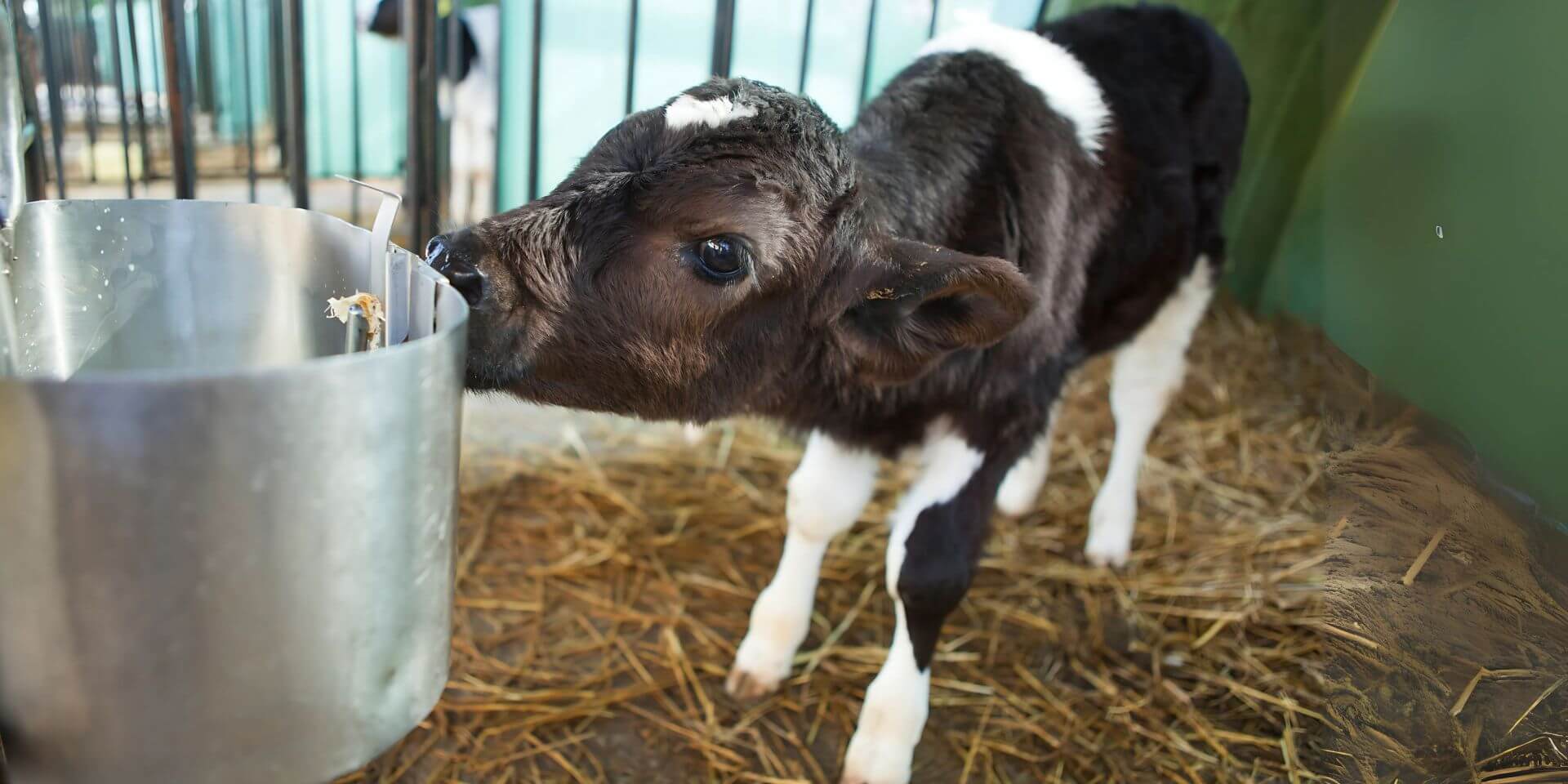 Black-and-white calf standing on straw bedding, drinking from a metal feeder in a barn setting.