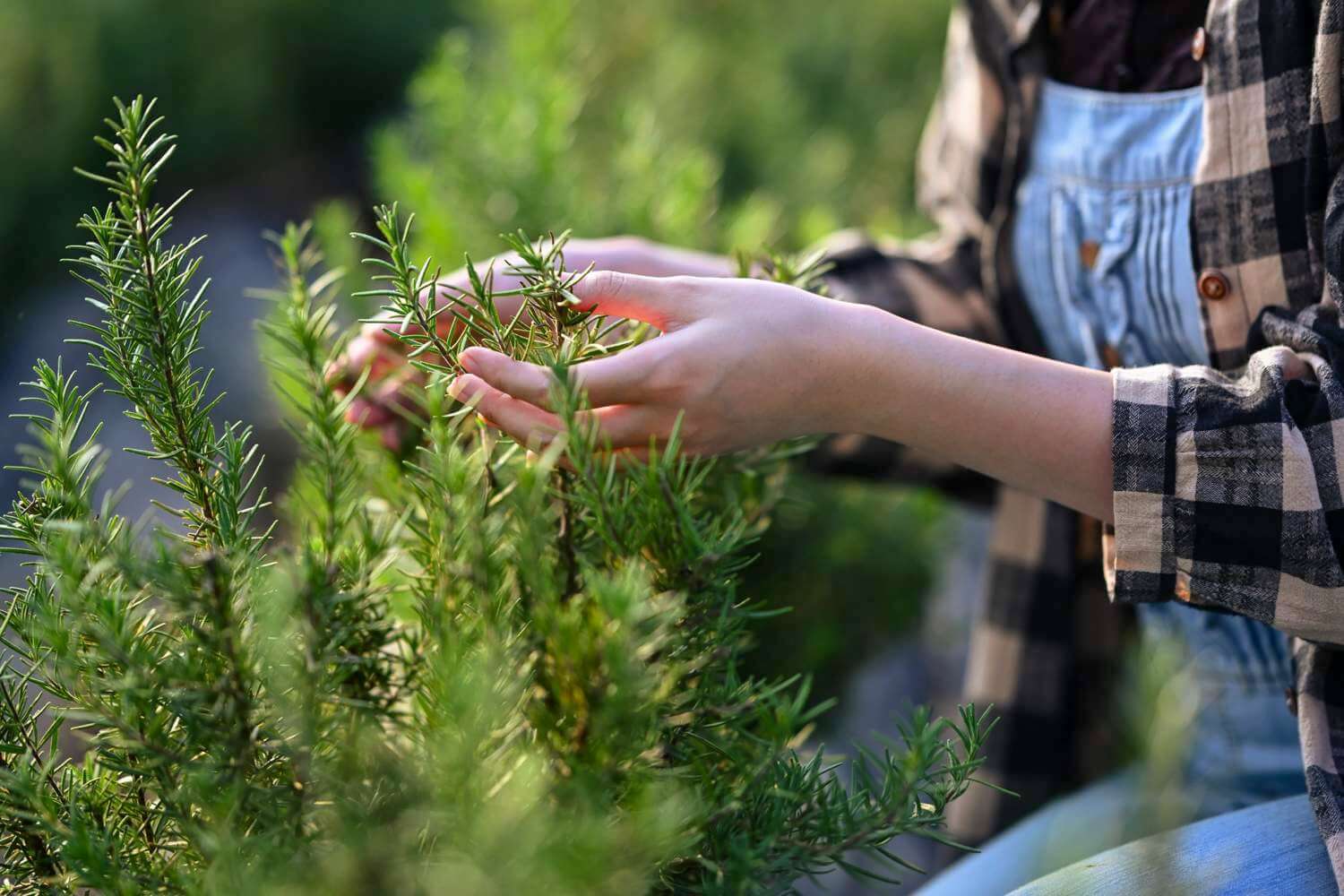 rosemary extract for beverage