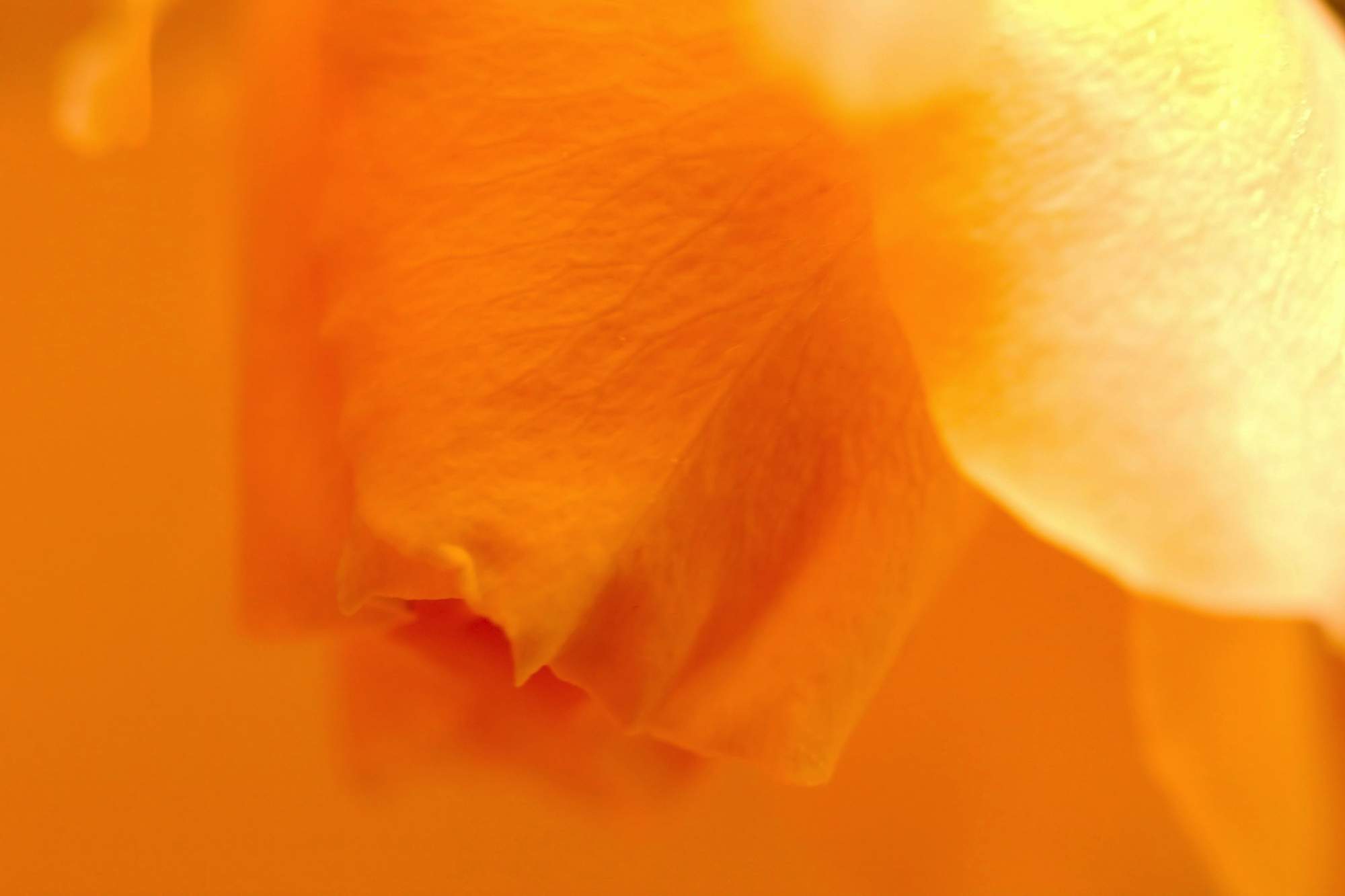 Cellulosics for Food and Beverages