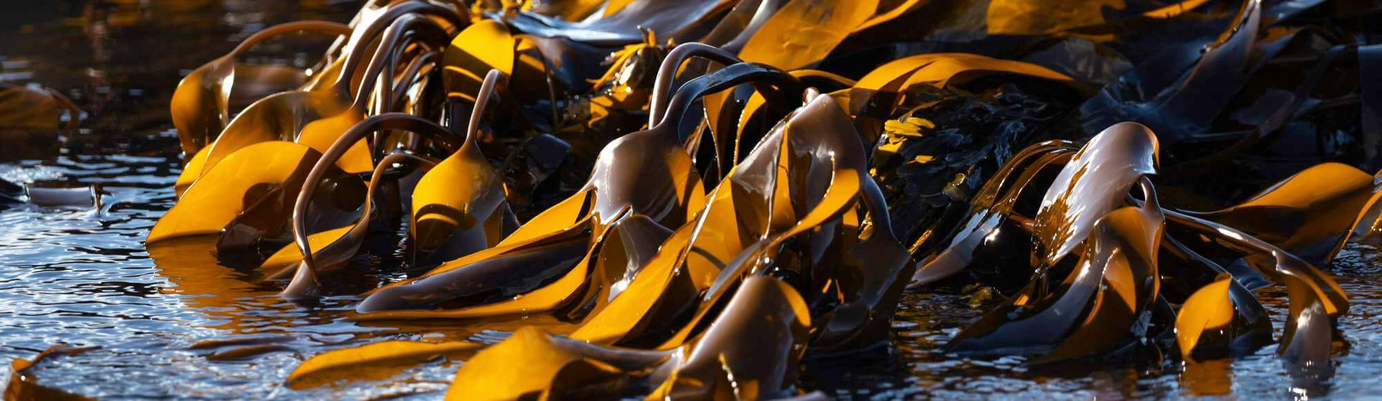 Alginate from brown seaweed