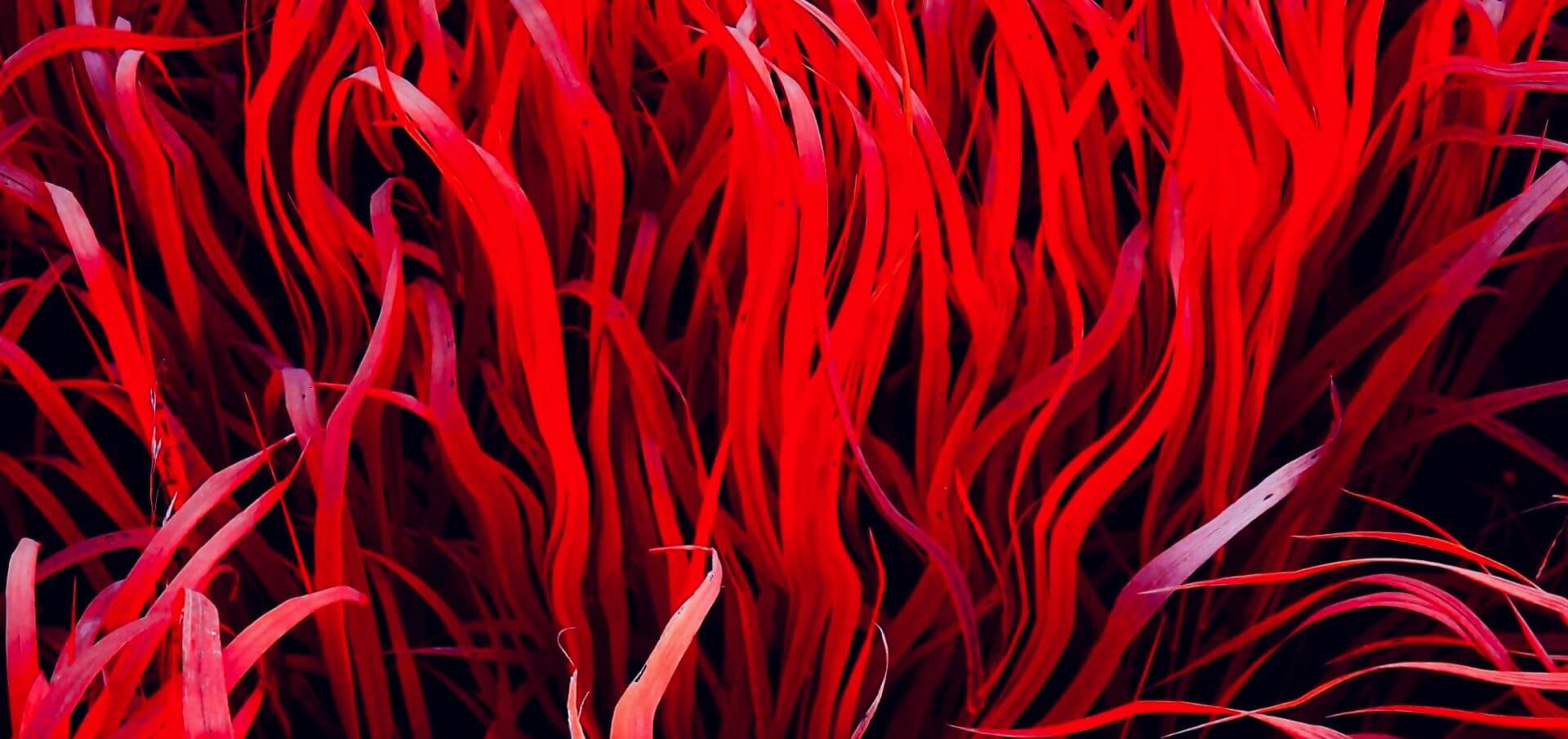 carrageenan from red seaweed