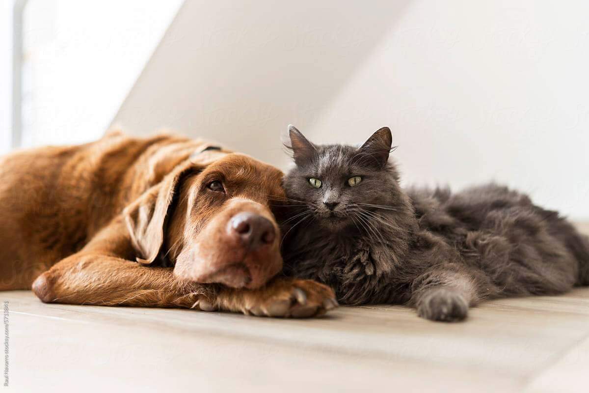 Pet Food Forum 2026