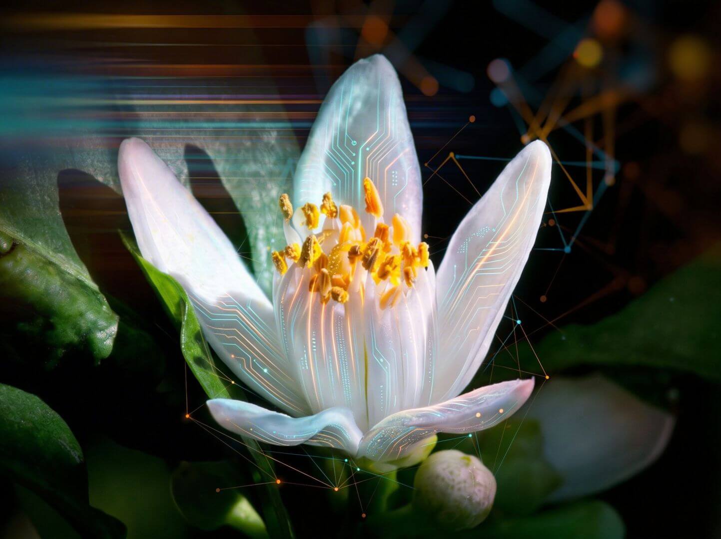Orange_flower_IA