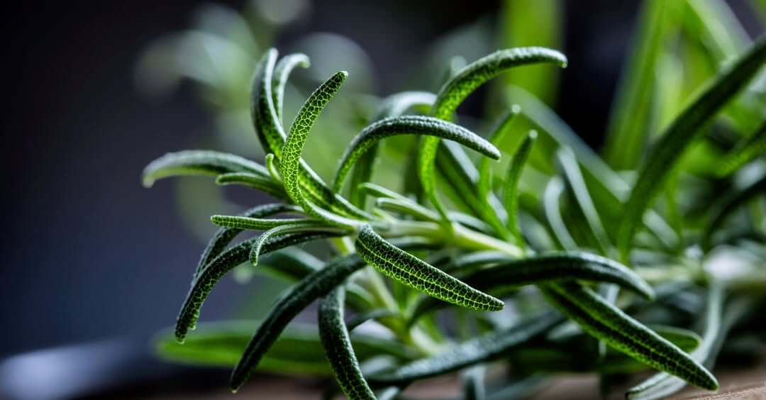 Rosemary’s Role in IFF’s Bioeconomy Innovation