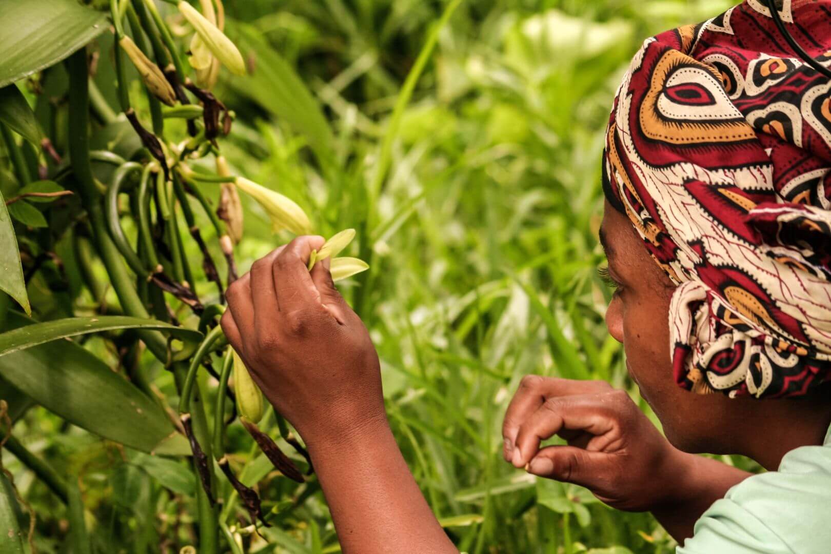 madagascar_woman_vanilla-plant